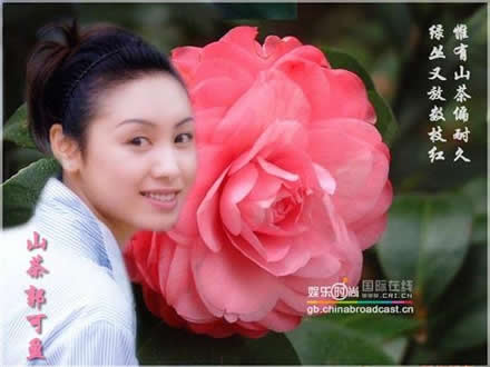 Camellias